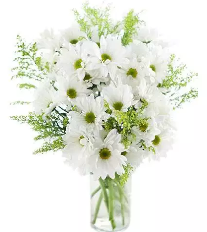 Beyaz Sevgililer Günü Çiçeği